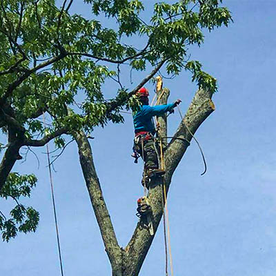 marietta tree removal service