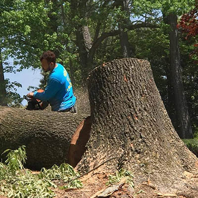 Tree service Atlanta - Certified Tree Experts - Tree service, Tree trimming  service, Tree removal service